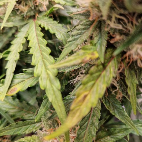 #001 K - NYC Sour D Auto growlog timeline photo