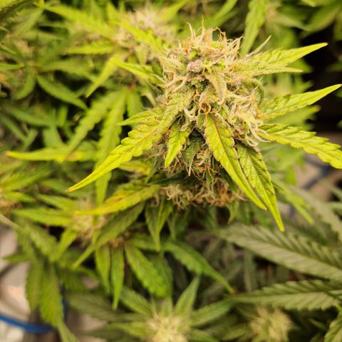 #001 K - NYC Sour D Auto growlog timeline photo