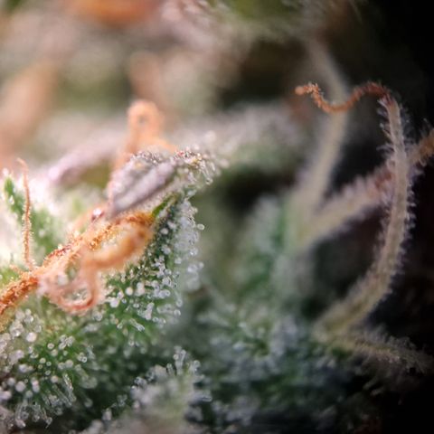 #001 K - NYC Sour D Auto growlog timeline photo