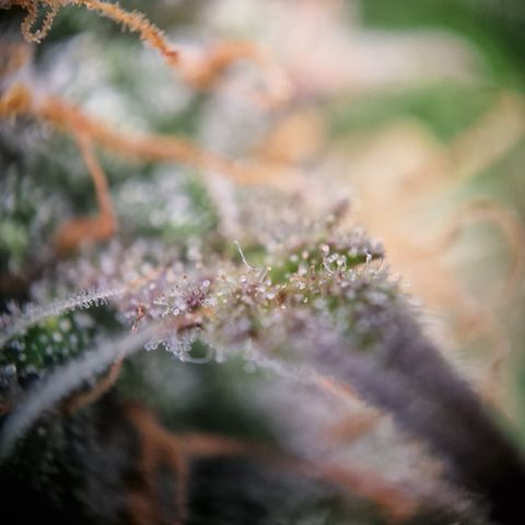#001 K - NYC Sour D Auto growlog timeline photo