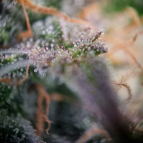 #001 K - NYC Sour D Auto growlog timeline photo