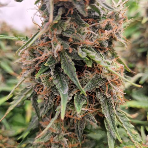 #001 K - NYC Sour D Auto growlog timeline photo