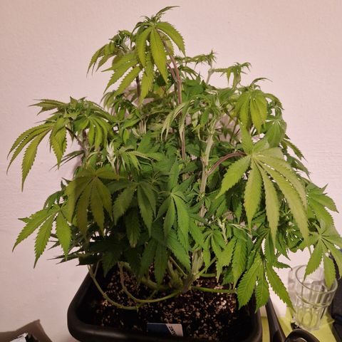 #001 M - OG Kush growlog timeline photo