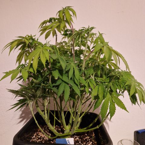 #001 M - OG Kush growlog timeline photo