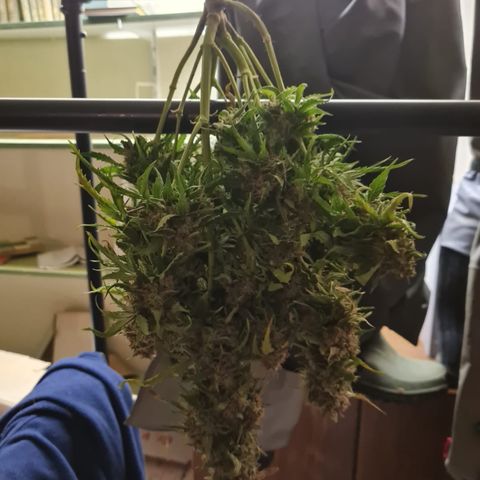 #001 K - NYC Sour D Auto growlog timeline photo