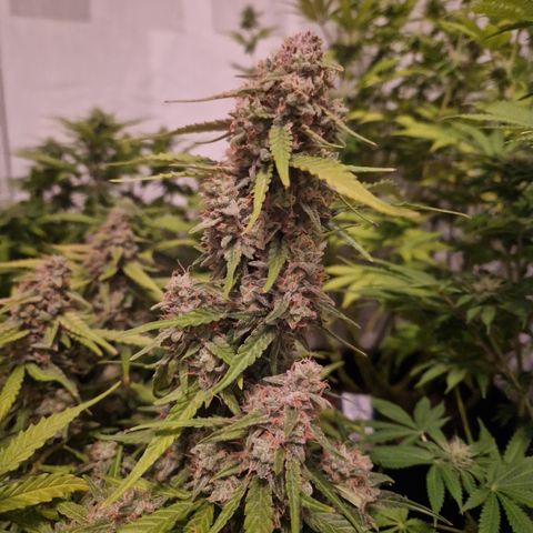 #002 K - Orion F1 Hybrid growlog timeline photo
