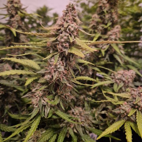 #002 K - Orion F1 Hybrid growlog timeline photo
