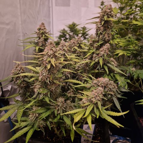 #002 K - Orion F1 Hybrid growlog timeline photo