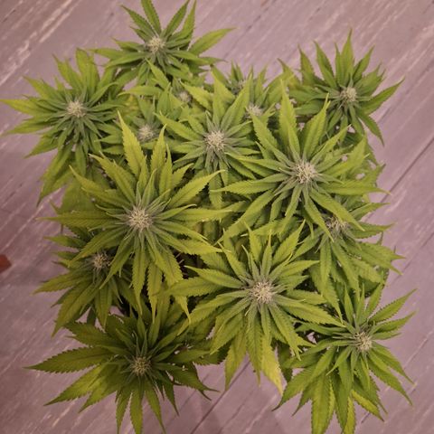 #003 M - Afghani growlog timeline photo