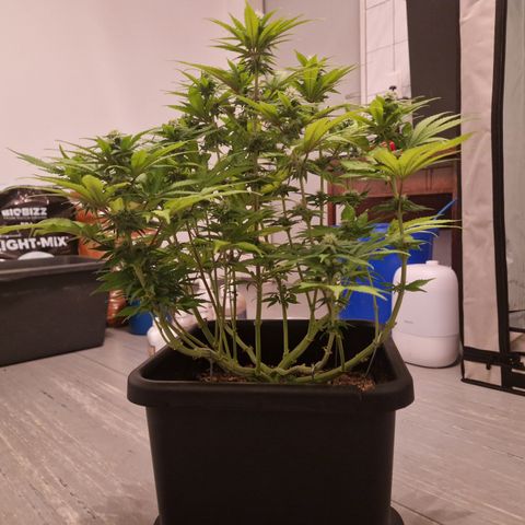 #003 M - Afghani growlog timeline photo
