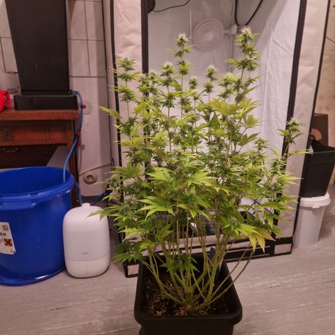 #002 M - Tangerine Dream growlog timeline photo