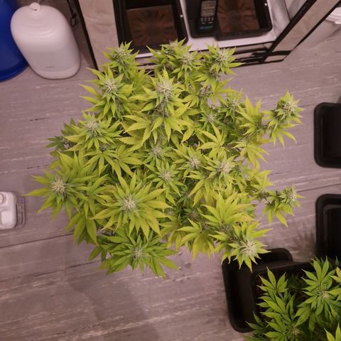 #002 M - Tangerine Dream growlog timeline photo