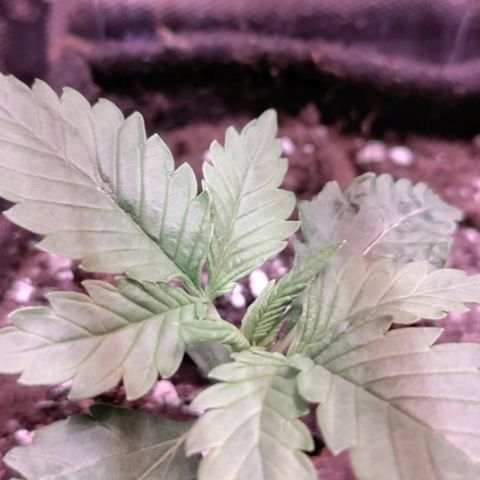 Неизвестный генетический growlog timeline photo