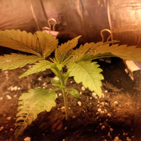 Неизвестный генетический growlog timeline photo