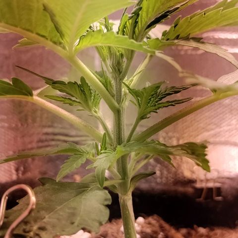 Неизвестный генетический growlog timeline photo