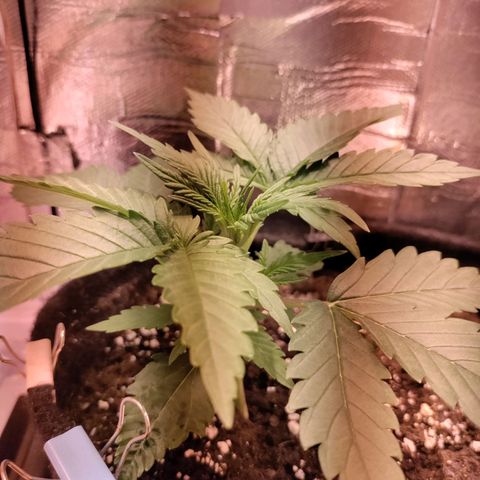Неизвестный генетический growlog timeline photo