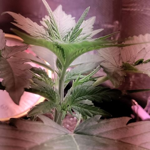Неизвестный генетический growlog timeline photo