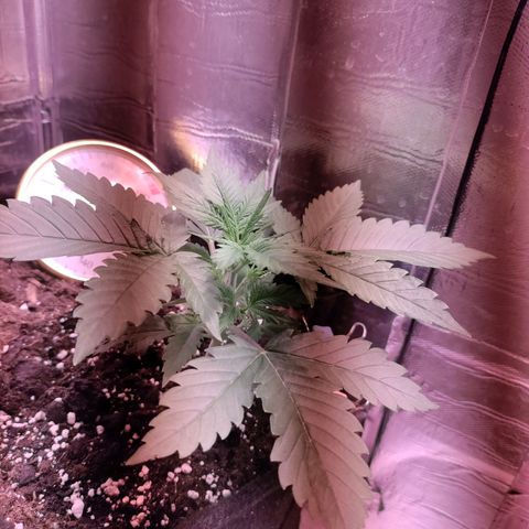 Неизвестный генетический growlog timeline photo