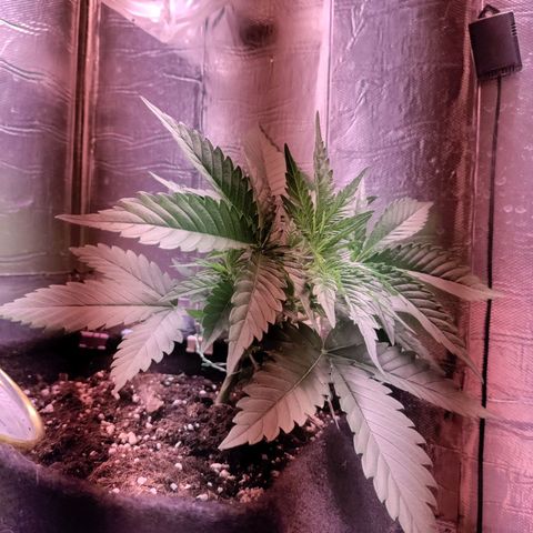 Неизвестный генетический growlog photo: Первая тренировка lst