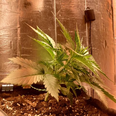 Неизвестный генетический growlog photo: Первая тренировка lst