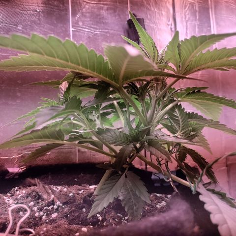 Неизвестный генетический growlog photo: Тренировка lst
