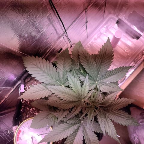 Неизвестный генетический growlog photo: Тренировка lst