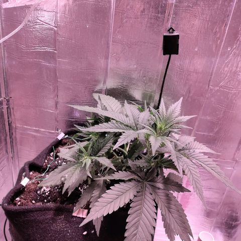 Неизвестный генетический growlog timeline photo