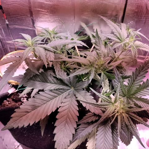 Неизвестный генетический growlog timeline photo