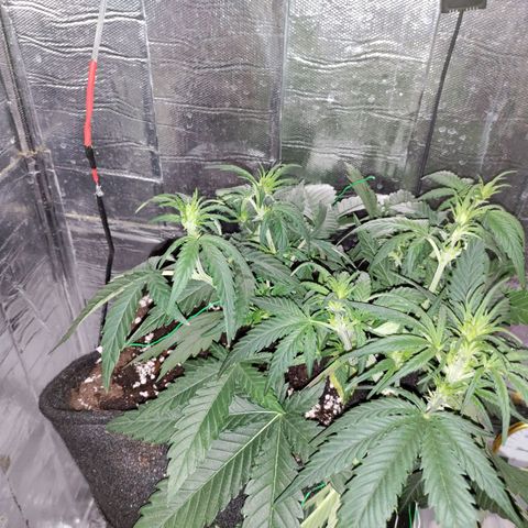 Неизвестный генетический growlog timeline photo