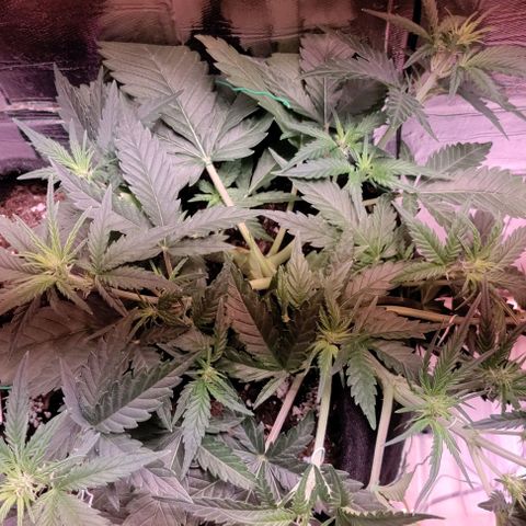 Неизвестный генетический growlog timeline photo