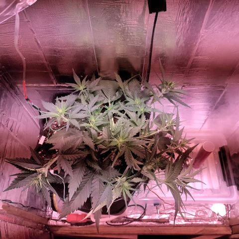 Неизвестный генетический growlog timeline photo