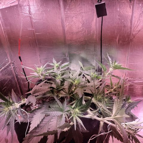 Неизвестный генетический growlog timeline photo