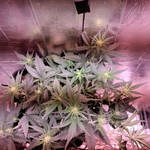 Неизвестный генетический growlog photo: Тренеровке lst поддается хорошо. Компот предцвет ghe.