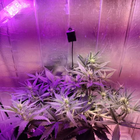 Неизвестный генетический growlog timeline photo