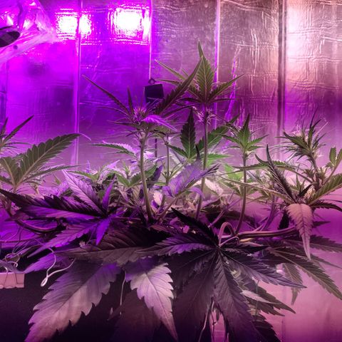 Неизвестный генетический growlog timeline photo