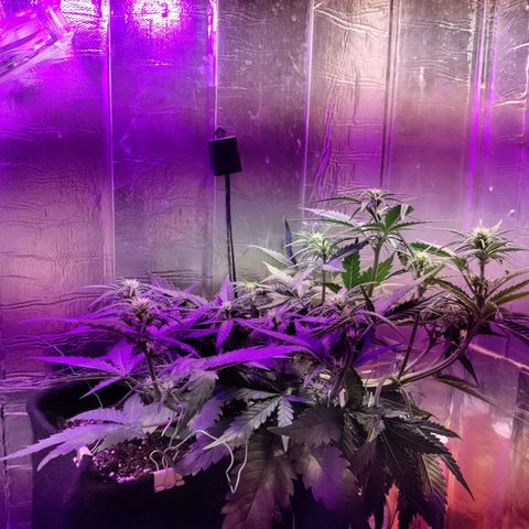 Неизвестный генетический growlog timeline photo