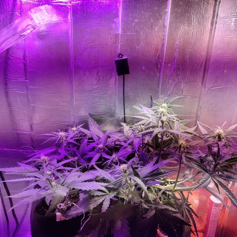 Неизвестный генетический growlog timeline photo