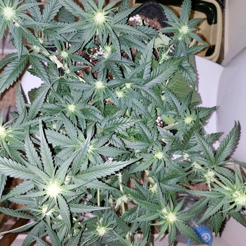 Неизвестный генетический growlog photo: Компот  цветение