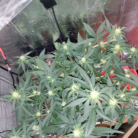 Неизвестный генетический growlog timeline photo