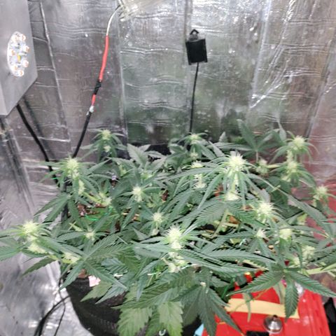 Неизвестный генетический growlog timeline photo