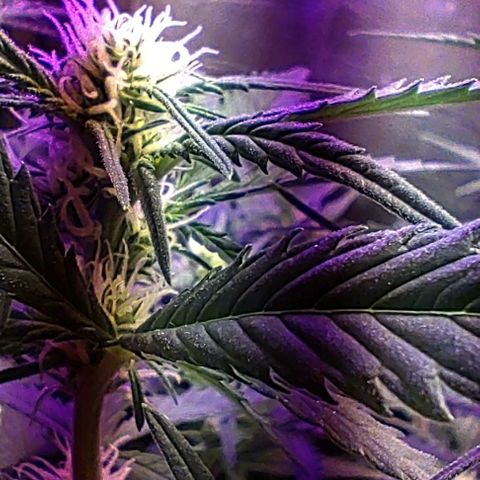 Неизвестный генетический growlog photo: Компот цвет