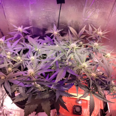 Неизвестный генетический growlog photo: Компот цвет