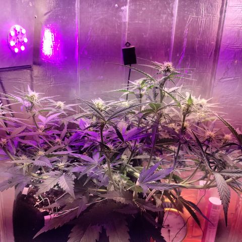 Неизвестный генетический growlog photo: Компот цвет