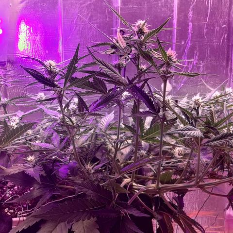 Неизвестный генетический growlog timeline photo