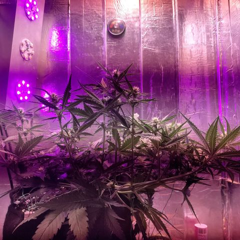 Неизвестный генетический growlog timeline photo