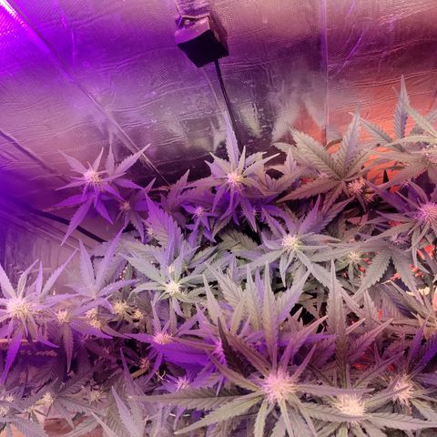 Неизвестный генетический growlog timeline photo