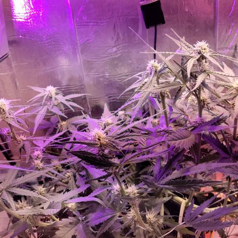 Неизвестный генетический growlog timeline photo