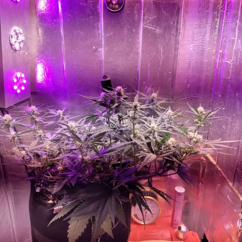 Неизвестный генетический growlog timeline photo