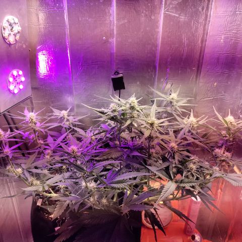Неизвестный генетический growlog timeline photo