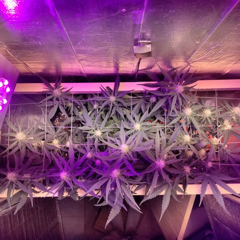 Неизвестный генетический growlog photo: Установил скрог (думаю лишний, но уже стоит, посмотрим). Полив ghe цвет.